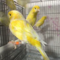 قناری رد فاکتور ،یلو فاکتور و وایت فاکتور|پرنده|مبارکه, |دیوار