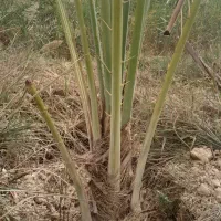 فروش  نخل برحی  +شخم زدن باغچه منزل