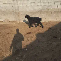 بره وکهره
