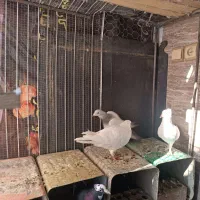 کبوتر|پرنده|کرمان, |دیوار