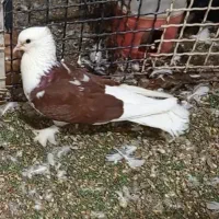 جوجه درجایی