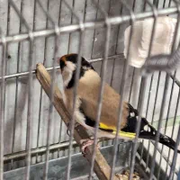 سهره جوجه قفس|پرنده|کرج, حصارک بالا|دیوار