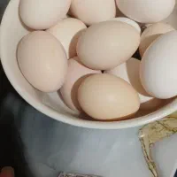 تخم مرغ خوراکی