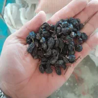 کشمش مویز بیدانه