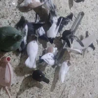 سلام خدمت دوستان 6جفت سینه بزرک بقیه جوجه