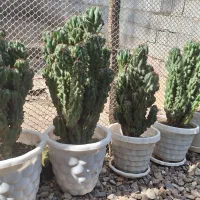 گلهای صخره ای