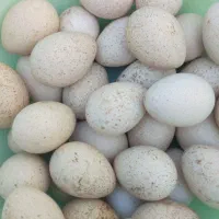 تخم بوقلمون