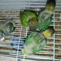 کوتوله یقه زرد سرلاکی