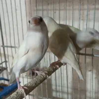 فنچ گلدین و کرواتی|پرنده|خمینی‌شهر, |دیوار