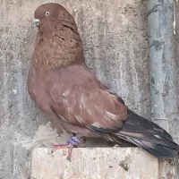 کله تاب نر