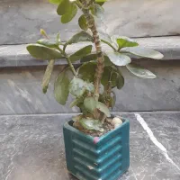 گل داریم|گل و گیاه طبیعی|گرگان, |دیوار