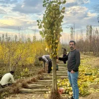 نهال صنوبر تضمینی و قیمت مناسب