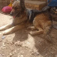 ژرمن سگ نگهبان