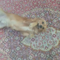 سگ پامرین نر یک ساله خیلی بازیگوش و زرنگ واکسناشم|سگ|زاهدان, |دیوار