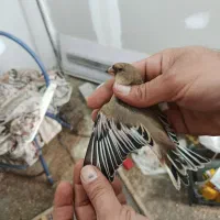سهره صورتی یا سهره خاکی|پرنده|شیراز, محراب|دیوار