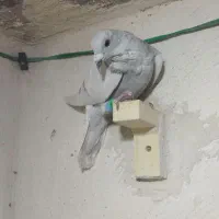 گمشده کفتر یعنی ی عشقبازی نبوددوتارابه ما برکردونه