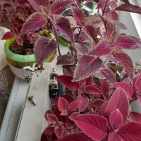 گل حسن یوسف