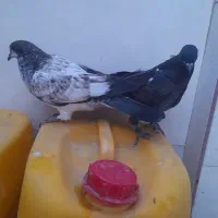 جوجه کفتر پرشی دو جفت|پرنده|اسلامشهر, شهرک امام حسین (میان آباد)|دیوار