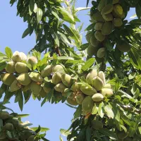 نهال بادام|گل و گیاه طبیعی|دشتابی, |دیوار