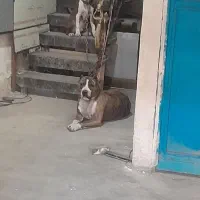 سگ پیتبول|سگ|ری, بازار آهن|دیوار