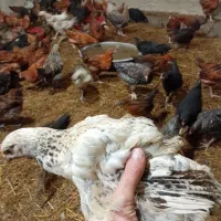 ۱۷۰۰۰۰|حیوانات مزرعه|شفت, |دیوار