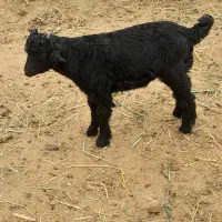 کهره شیری خوراک خور ومیش بره دار وچبش نر