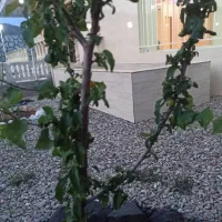 ویلای صفر با 170متر زیر بنا با استخر داخلی|فروش خانه و ویلا|صوفیان, |دیوار