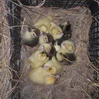 فروش جوجه اردک خارجی