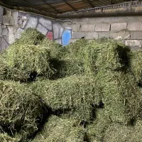 یونجه خشک وسبز