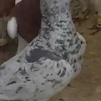 بخت خورده ۵ ملیون میخام فقط تماس