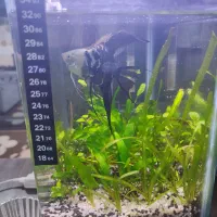 2 تا اکواریوم پلنت|ماهی|قم, پردیسان|دیوار