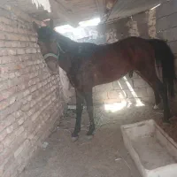 اسب نریون