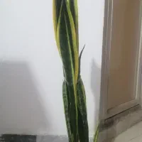 سانسوریا طلایی|گل و گیاه طبیعی|شیروان (خراسان), |دیوار