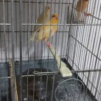جوجه قناری