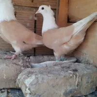 کله سفید .کلاغ . کربلایی