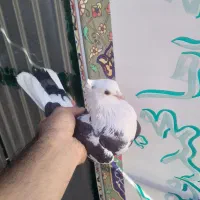 کفتر هما شازده