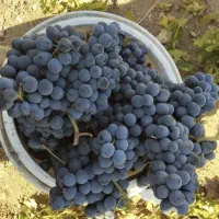 چرخکردن انگوربدون خردکردن هسته