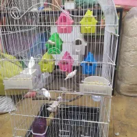 دهکده پرندگان|پرنده|سنقر, |دیوار