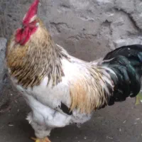 دو عدد خروس بزرگ و زیبا،یک ساله