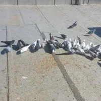 کبوتر