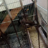 مینا 5ماهه دانه 450 هزار