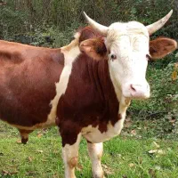 سر شاخی سالم