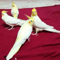 فروش عروس هلندی