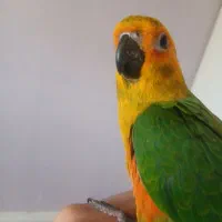 طوطی خورشیدی فول اهلی با قفس کاسکویی