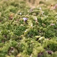 گواهینامه پیدا شده