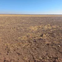 زمین کشاورزی ۳۸ هکتاری