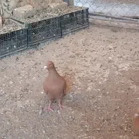 سرخ پرتغالی|پرنده|تاکستان, |دیوار