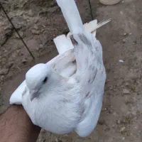 کبوتر دوکت نر