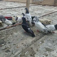 شیخ|پرنده|ایذه, |دیوار