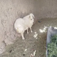 بره نر